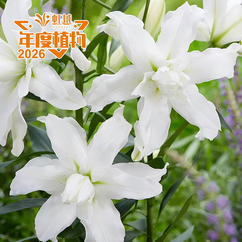 麗彩?百合‘蓮花美人’