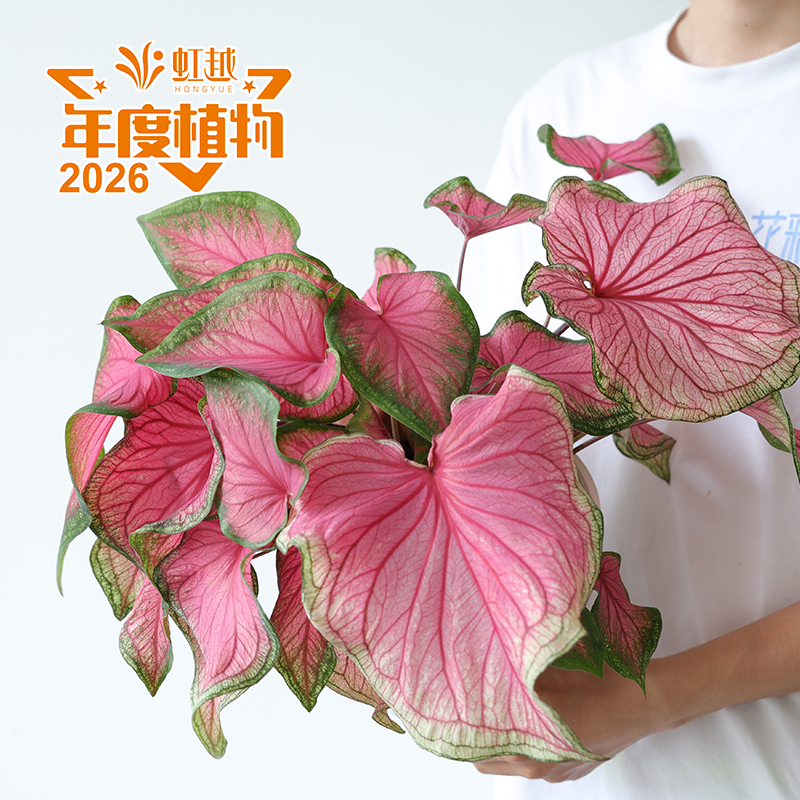 趣植宇宙?彩葉芋‘佛羅里達甜心’