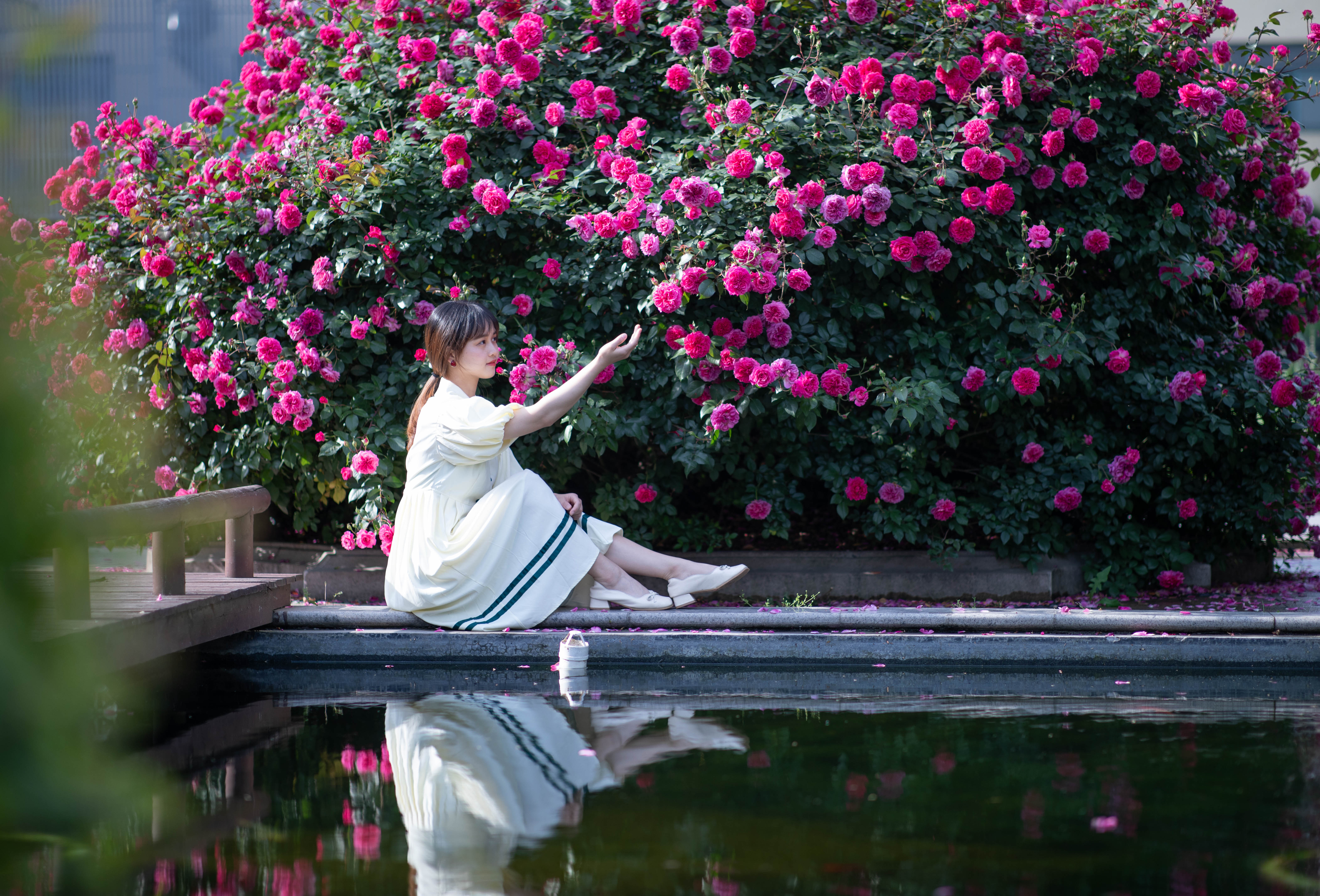 1602637020738826.jpg “艾弗的玫瑰”.jpg