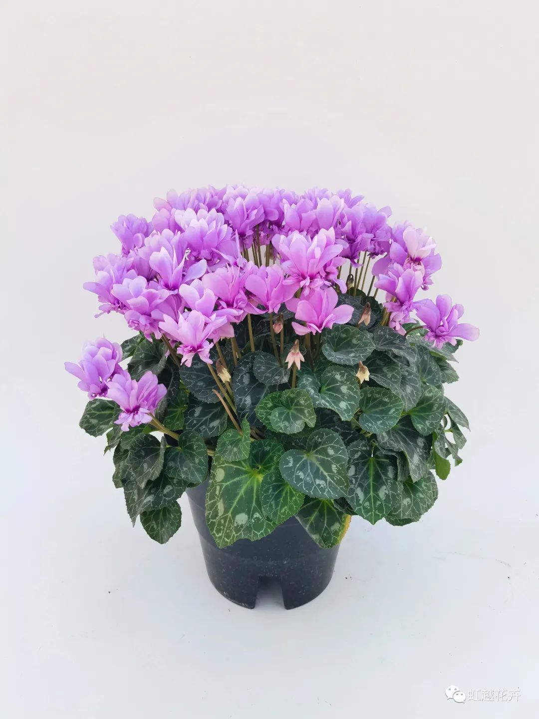 1705890441894133.jpg a02e05447c193a45fdb575fe328461fc.jpg